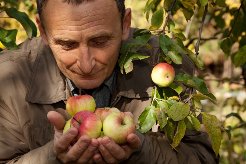 canstockphoto3928676 man apples 800px